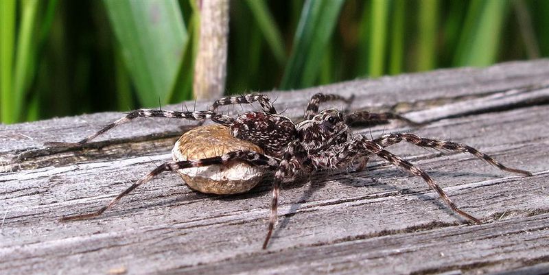 Datei:Acantholycosa lignaria Lusen BayrWald 6-7-11.JPG