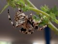 Araneus grossus Pula 2024 (10).JPG