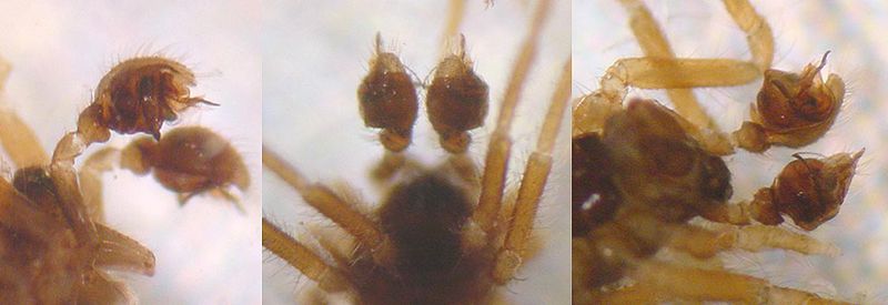 Datei:Lasiargus hirsutus altesAlkoholpräparat Palpen AStaudt.jpg