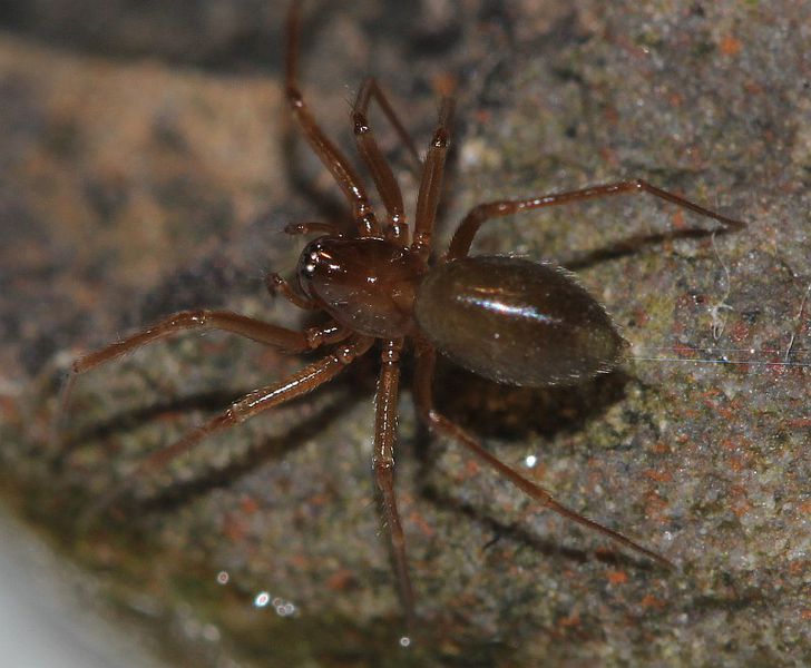 Datei:Lessertia dentichelis dorsal Broekhuis.jpg