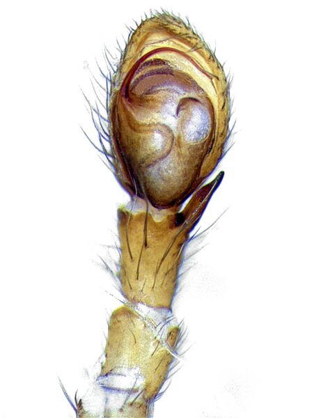 Datei:Liocranoeca striata-mpalp-vent-ifby ch00.jpg