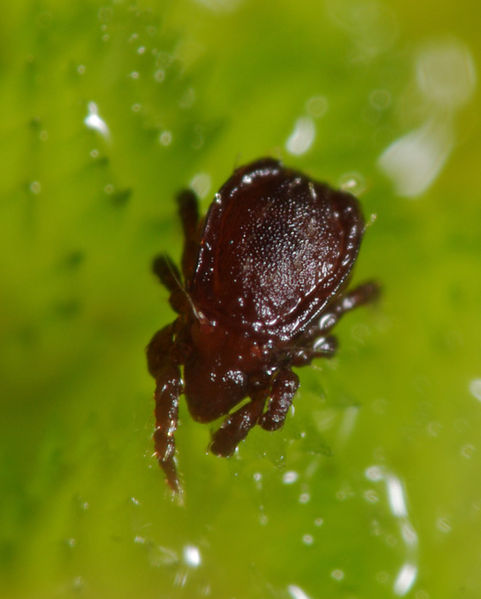 Datei:Nothrus borussicus A6204 PL8850.JPG