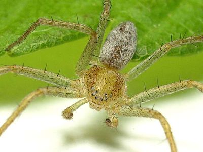 Philodromus 3.jpg