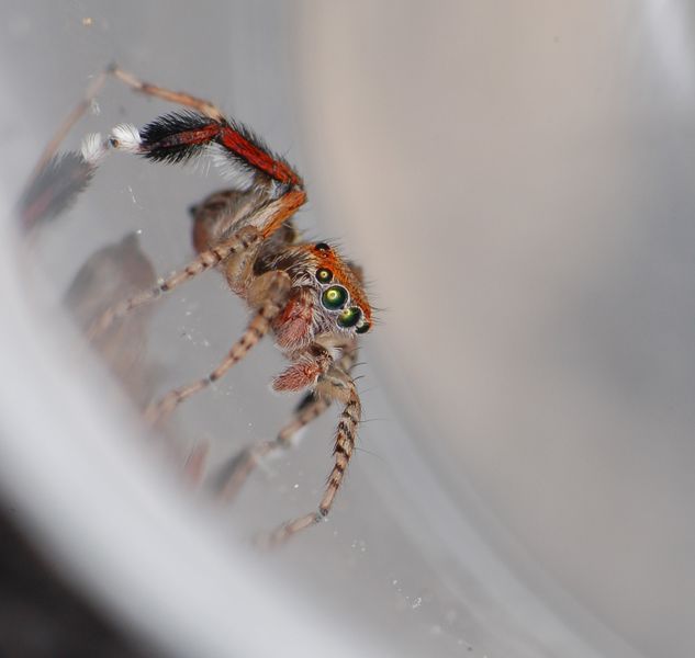 Datei:Saitis barbipes (1).jpg