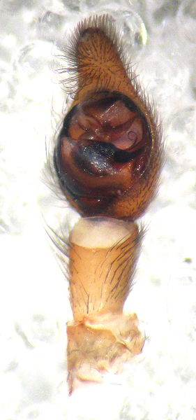 Datei:Trochosa terricola 10.05.2012 Kappeln-Angeln S-H.jpg