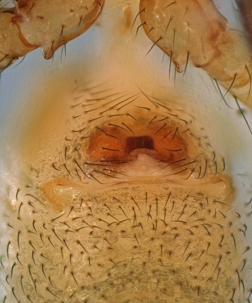 Datei:2019-10-05 11-21-54 (C,Smoothing4).jpg