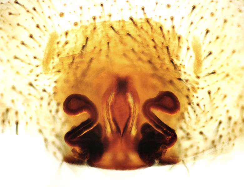 Datei:Alopecosa aculeata female A6428 PP6400.jpg