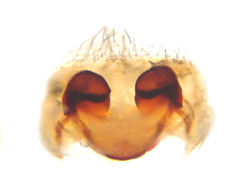 Datei:Amaurobius fenestralis female A3326 PN3323.jpg