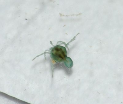 Arrenurus globator m1.JPG