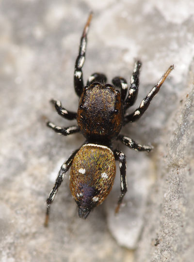 Heliophanus kochii male A6360 PO5853.JPG