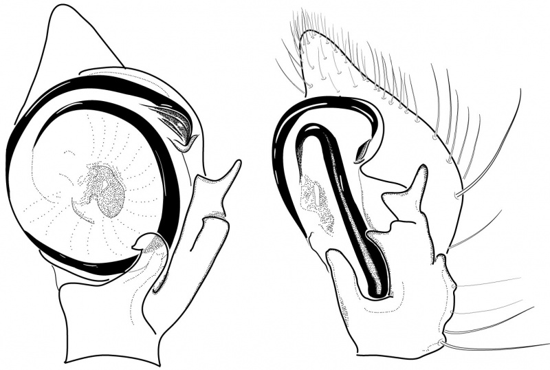 Datei:HeriaeusSimoniPedipalp Drawing.jpg