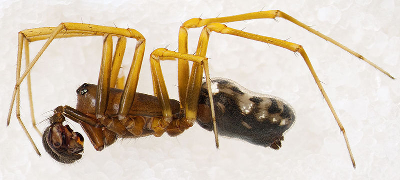 Datei:Neriene-furtiva SchoenowerHeide 15-05 01-male.jpg