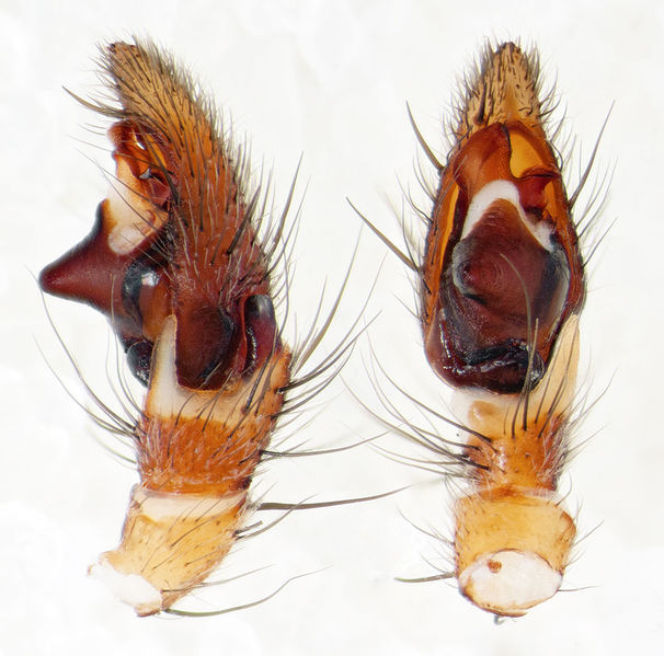 Datei:Nomisia-aussereri Queribus 15-09 01-Ped.jpg