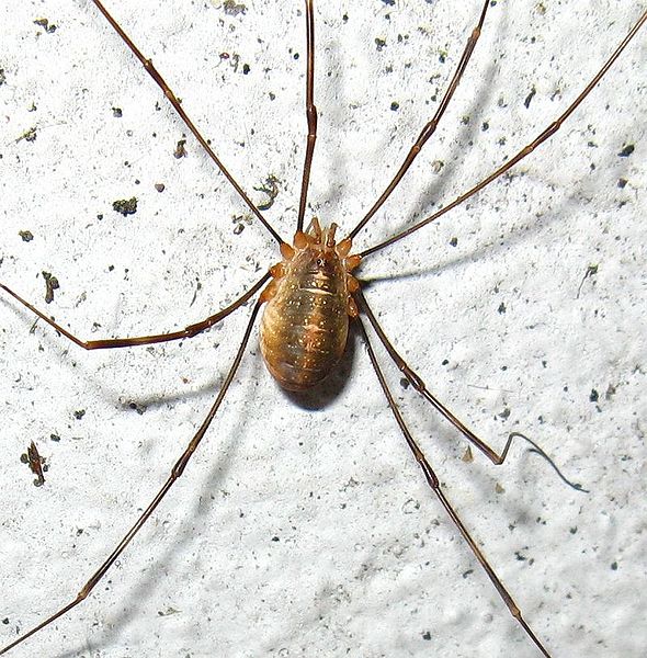 Datei:O. canestrinii Belzig 2008.jpg