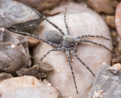 Pardosa-wagleri Karwendel 17-07 01-female.jpg
