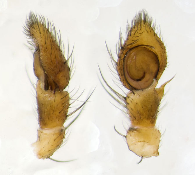 Datei:Synema-globosum Sardinien-MonteForte 13-04 01-Ped.jpg