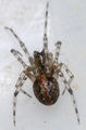 Theridion melanurum 6 1024 Weibchen.jpg