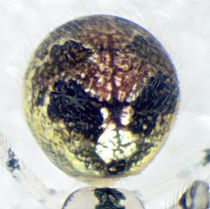 Theridion varians dat nienke.jpg