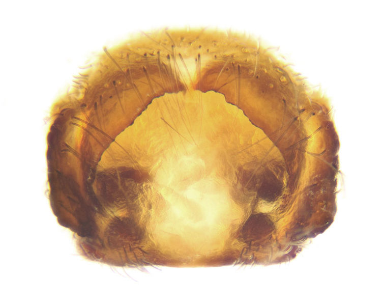 Datei:Allagelena gracilens female A3165 PN4253.jpg