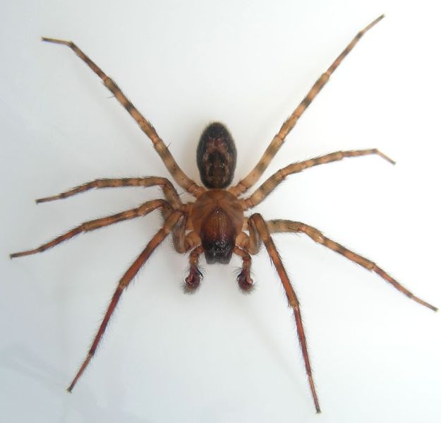 Datei:Amaurobius similis m.jpg