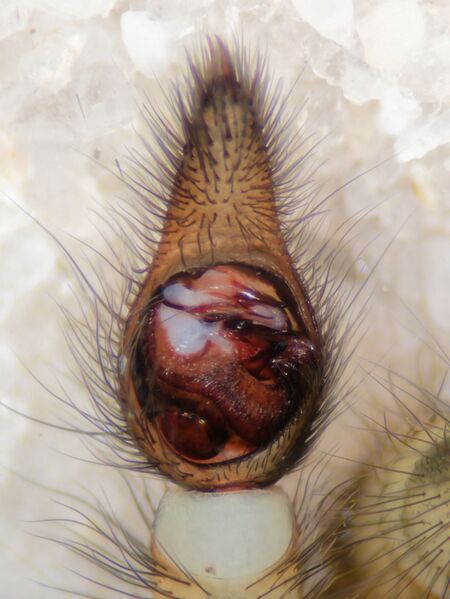 Datei:Arctosa maculata Pedipalpus Schaichtal 2025.jpg