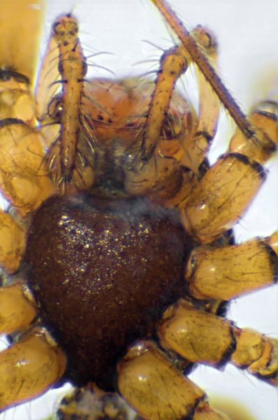 Datei:Bolepthyphantes index Sternum Finnmark 2011.jpg