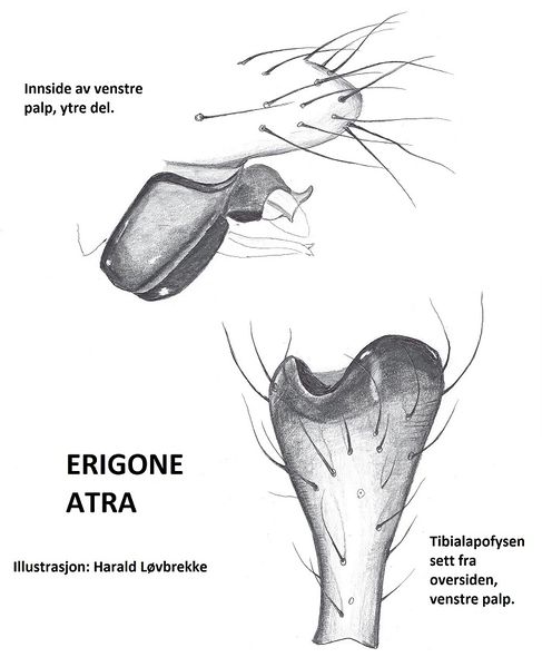 Datei:Erigone atra tibialaphofyse HLovbrekke.jpg