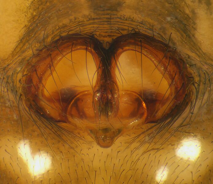 Datei:Floronia-bucculenta epi.jpg