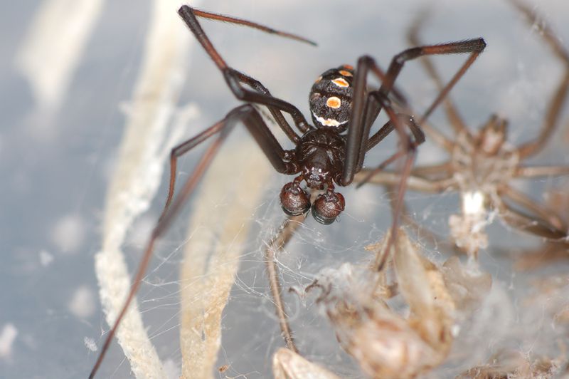 Datei:Latr tre male adult2.jpg