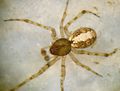 Theridion melanurum 3 1024 Männchen.jpg
