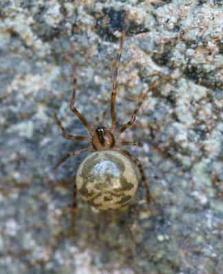 Thymoites belissimus w do AKainelainen.jpg