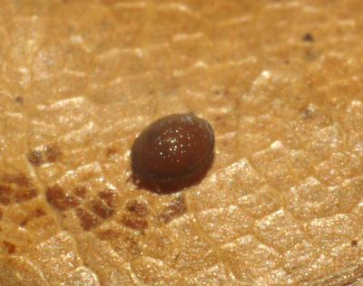 Trichouropoda ovalis cf A1733 PC5771.JPG