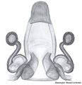 Vulva ventral