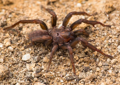 Brachythele-denieri Bulgarien-Buhovo 17-04 01-male.jpg