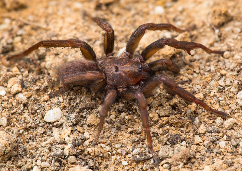 Datei:Brachythele-denieri Bulgarien-Buhovo 17-04 01-male.jpg