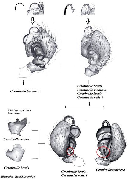 Datei:Ceratinella m key palper HLovbrekke.jpg
