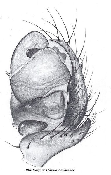 Datei:Monocephalus castaenipes palp HLovbrekke.jpg