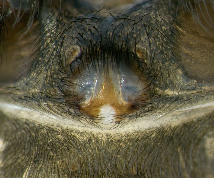 Datei:Nurscia-sequerai Portugal-Bach 12-10 05-Epig.jpg