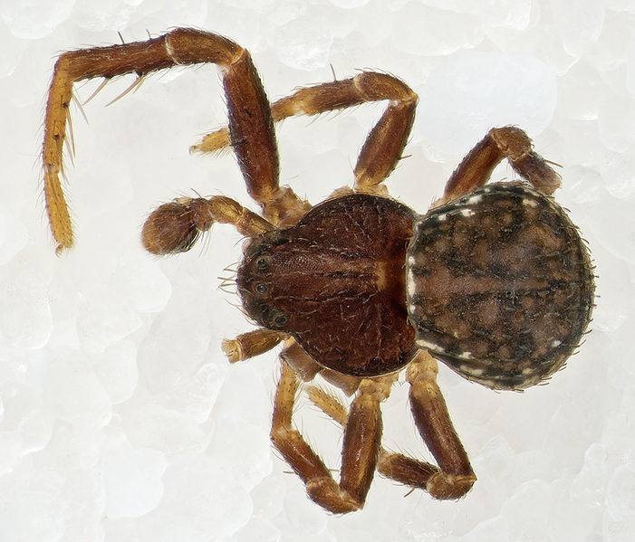 Datei:Ozyptila-pauxilla Sardinien-IsolaCaprera 13-07 01-female.jpg