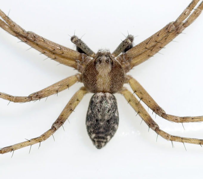 Datei:Philodromus-cespitum Ungarn-Buekk 09-05 01.jpg