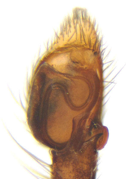 Datei:Philodromus bistigma male A5590 PM3302.jpg