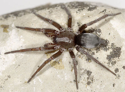 Quadripunctatus Weimar 08-03 03.jpg