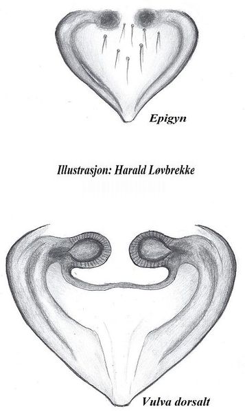 Datei:Saaristoa firma epigyn vulva Hlovbrekke.jpg