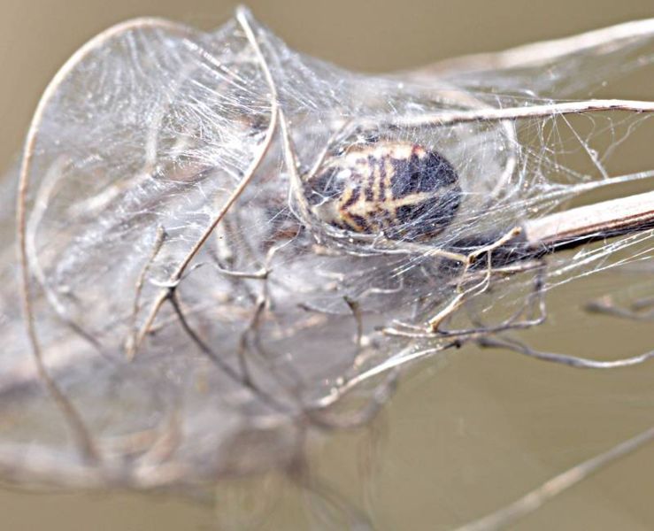 Datei:Singa hamata gespinst-2-800.jpg