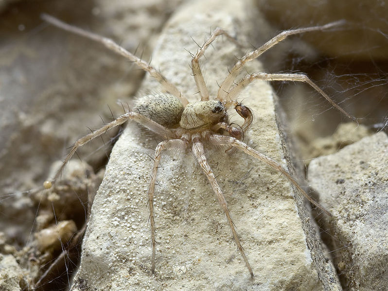 Datei:Textrix-caudata Sardinien-GoleGorroppu 13-10 02.jpg