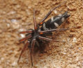 Aphantaulax trifasciata male A5855 PK2386.JPG