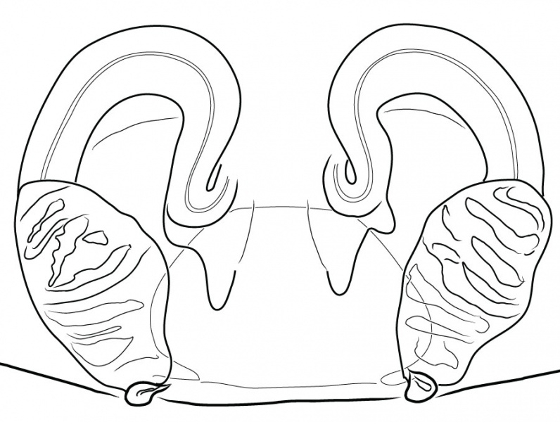 Datei:EratigenaBucculentaMorphC EpigyneDorsalDrawing.jpg