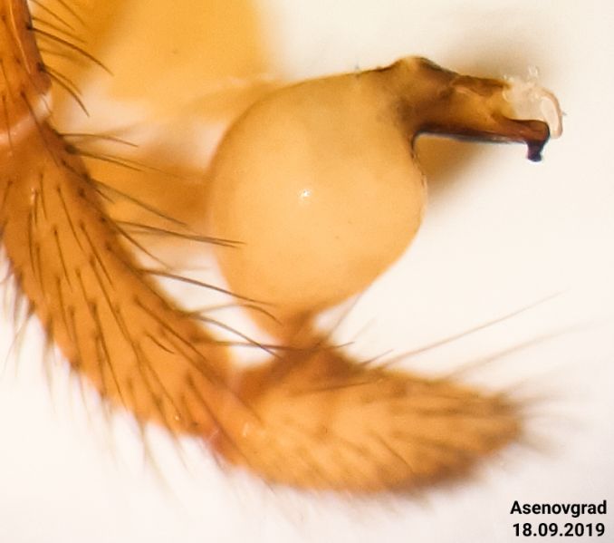 Datei:Harpactea babori retrolateral.jpg