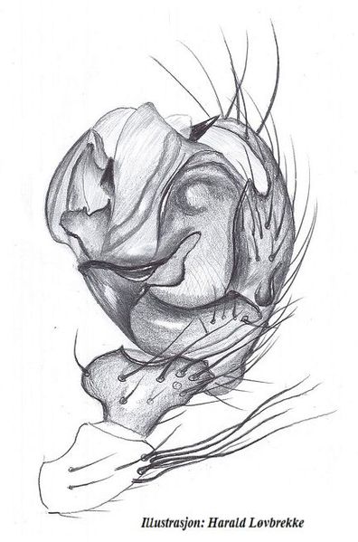 Datei:Microneta viaria male palp HLovbrekke.jpg