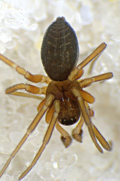 Datei:Oedothorax apicatus (dorsal)-05.07.10-111-7.jpg